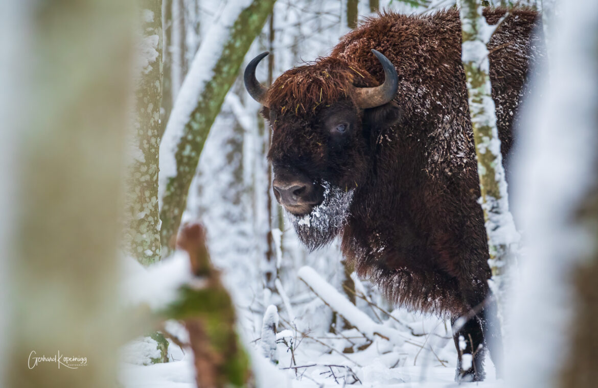 Bialowieza-Polen-2018