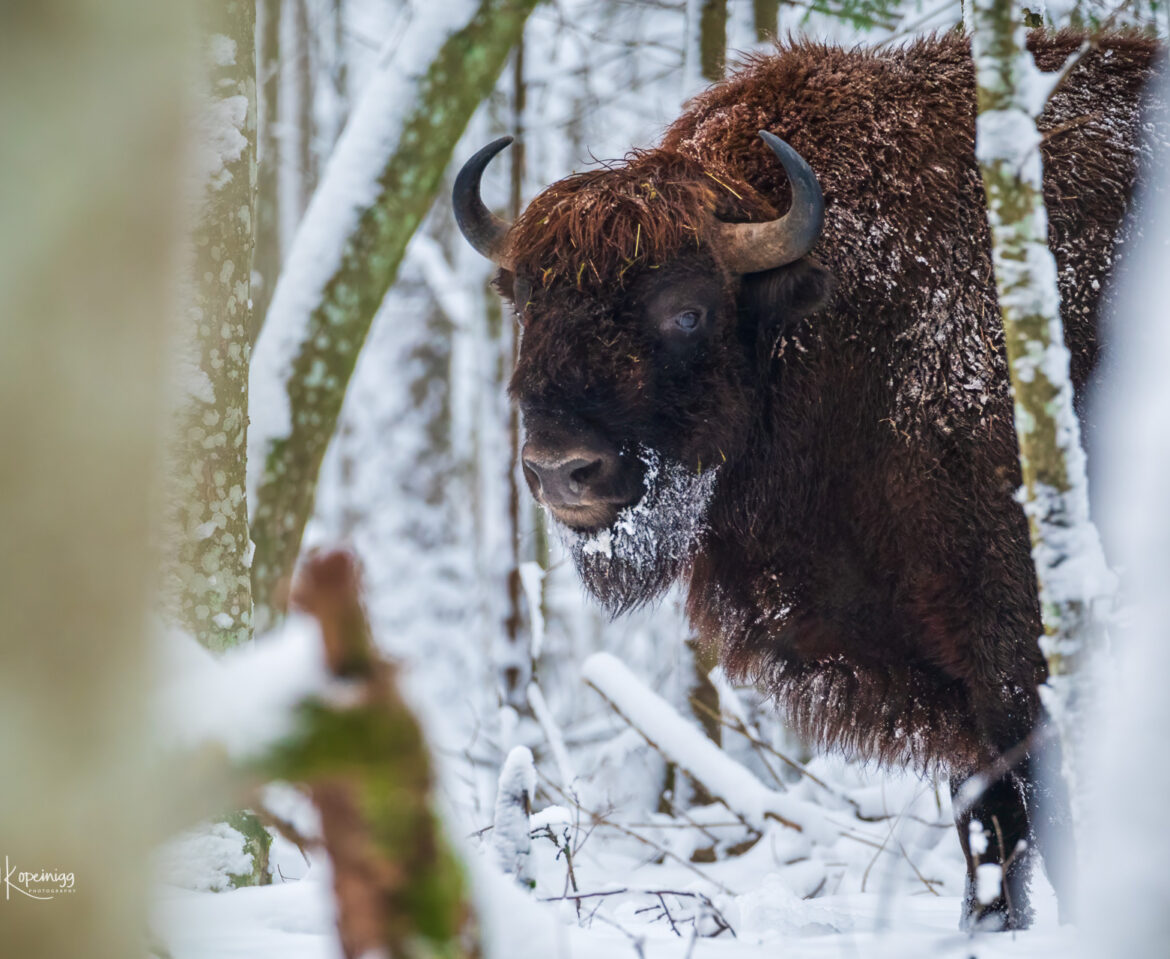 Bialowieza-Polen-2018