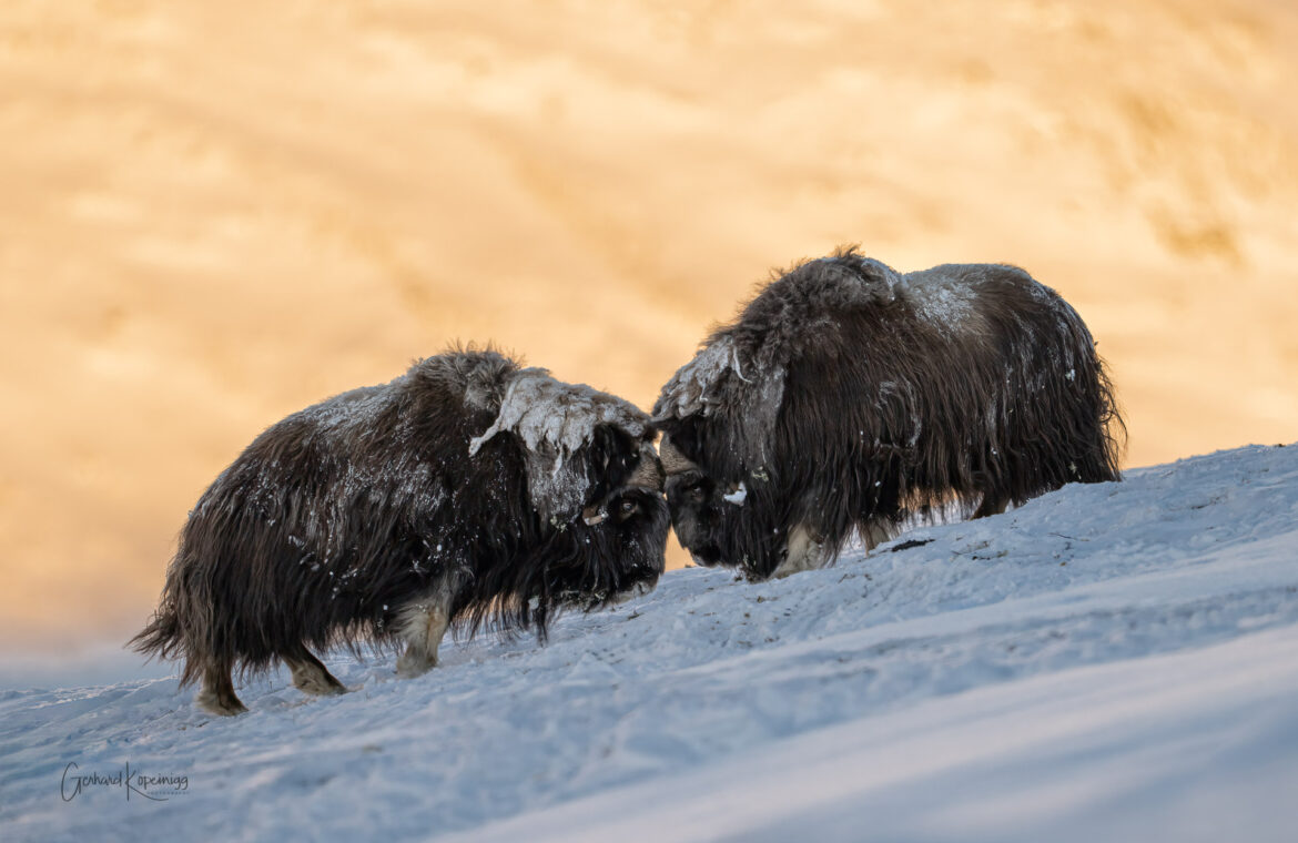 Dovrefjell 2023 – Moschusochsen im Winter am Limit