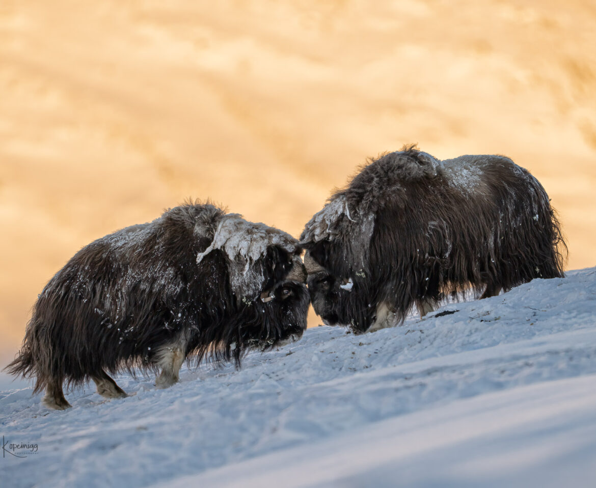 Dovrefjell 2023 – Moschusochsen im Winter am Limit