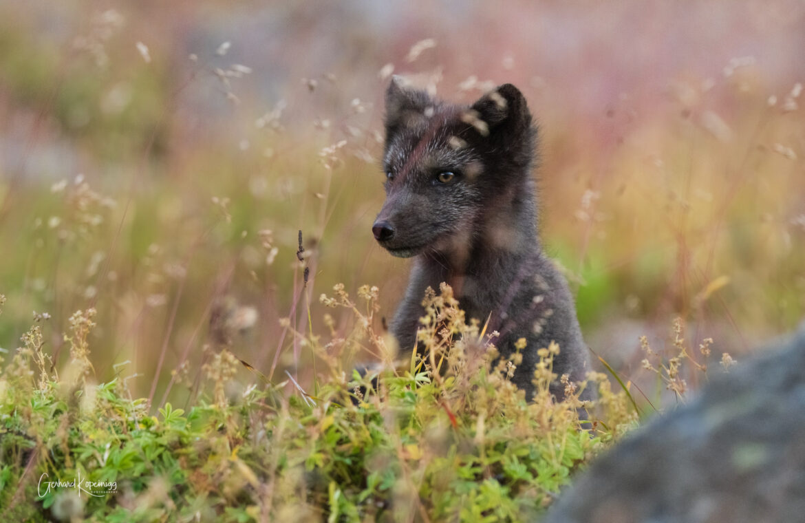 Westfjorde/Polarfüchse auf Hornstrandir 2023