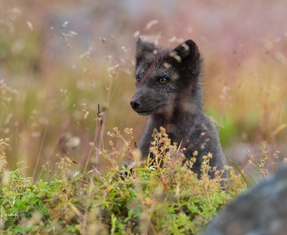 Westfjorde/Polarfüchse auf Hornstrandir 2023