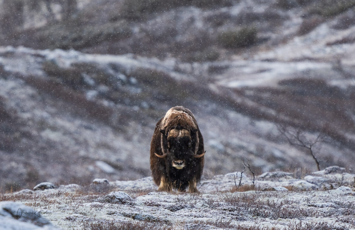 Dovrefjell 2022- Auge in Auge mit den Moschusochsen