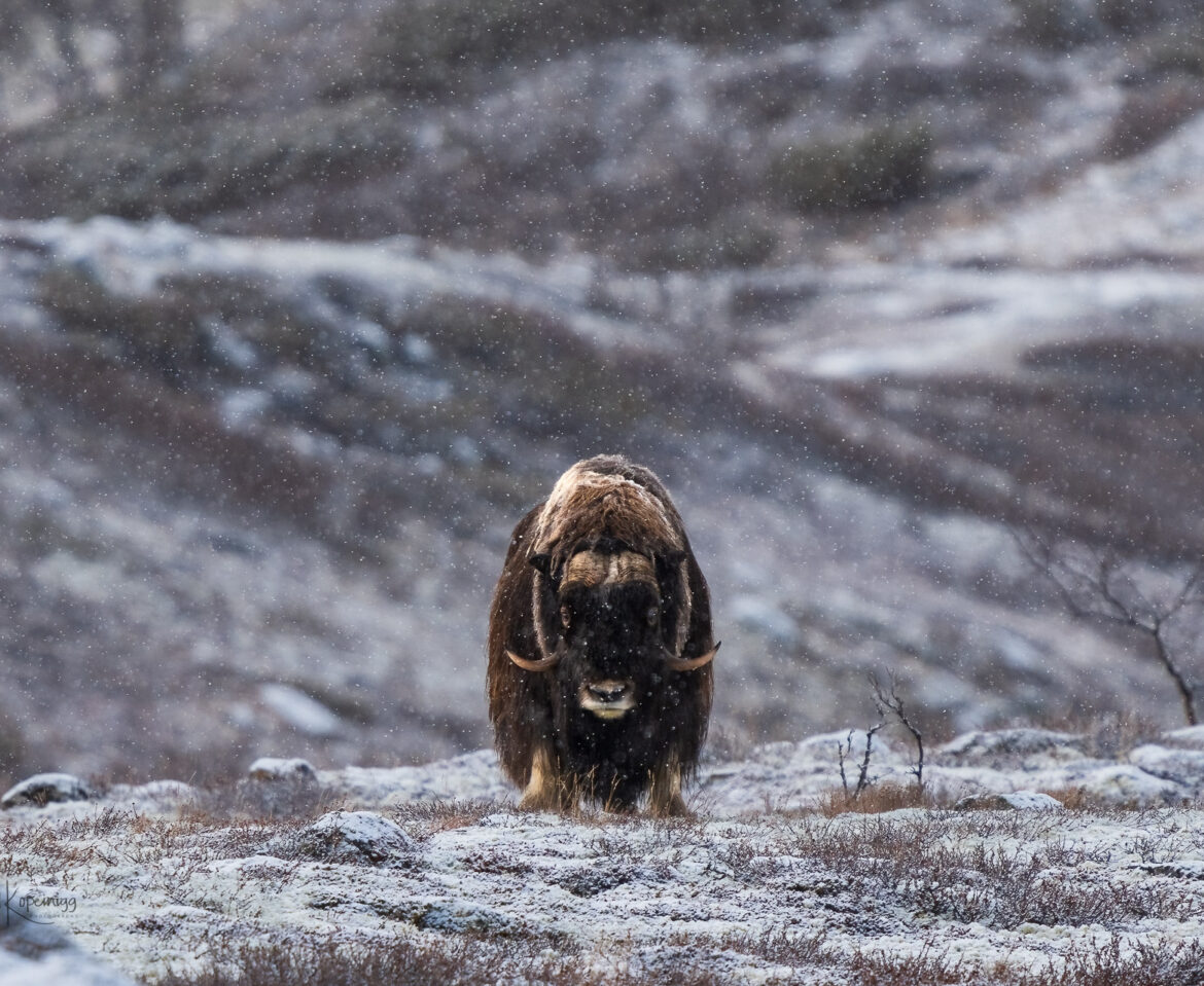 Dovrefjell 2022- Auge in Auge mit den Moschusochsen