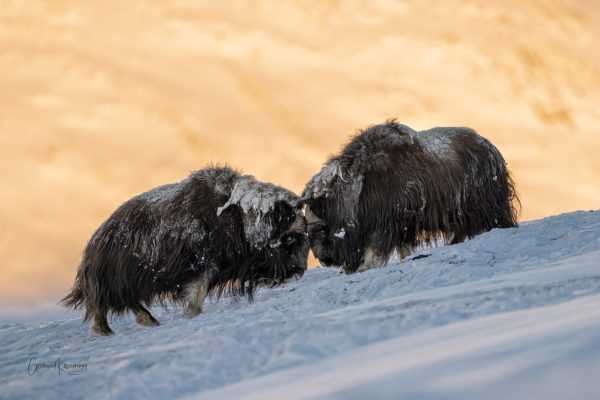 20 Dovrefjell Rauferei