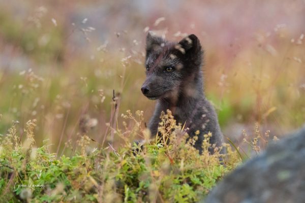 Junger Fuchs Wiese