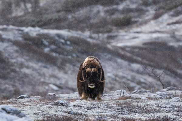 Dovrefjell Frontal